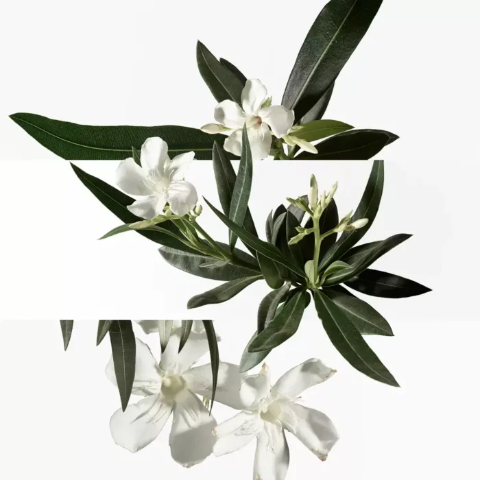 Hermès, Un Jardin en Méditerranée, Eau de Toilette – Image 2